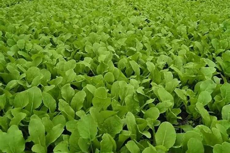 小白菜出芽后几天浇肥 可以施复合肥吗