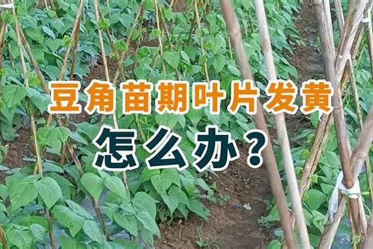 豆角追什么叶面肥结果好？叶面肥什么品牌好？叶面肥价格多少钱一斤？