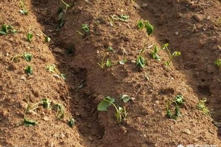 红薯不用化肥,全用农家肥能种出红薯吗？