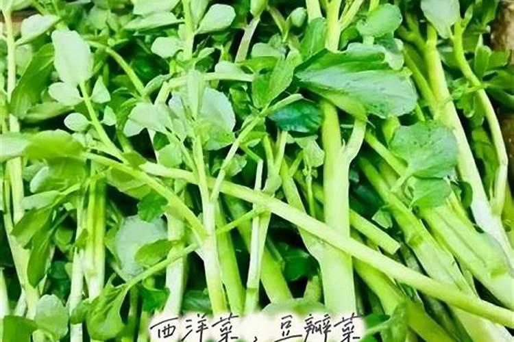 种植西洋菜用什么肥料？