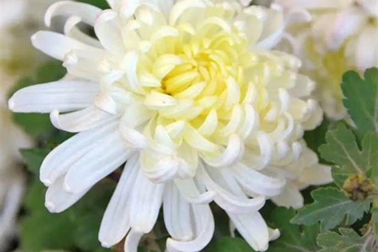 菊花孢花孢果用那些肥料好