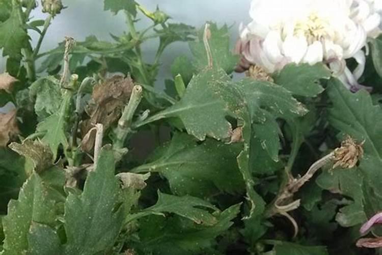 有机硅药害多久