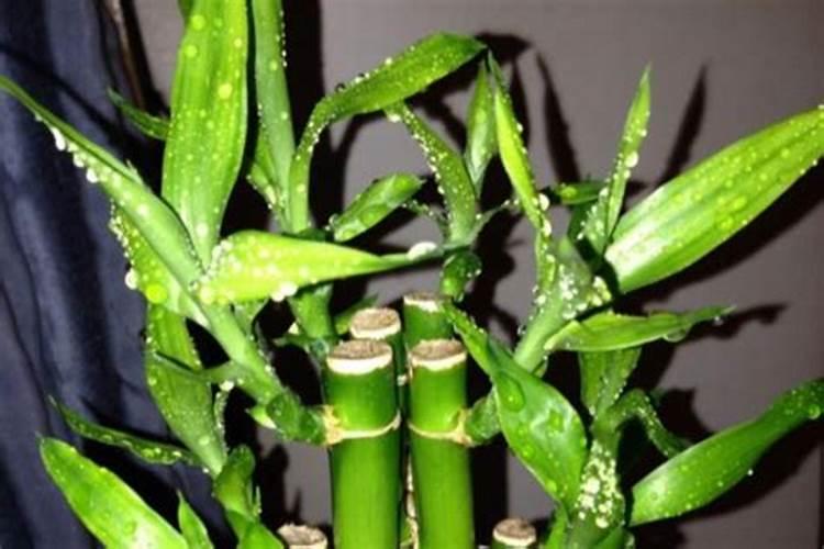 如何预防草莓膨大期容易软果的现象？