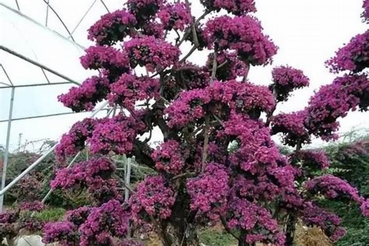 三角梅老桩如何快速生根