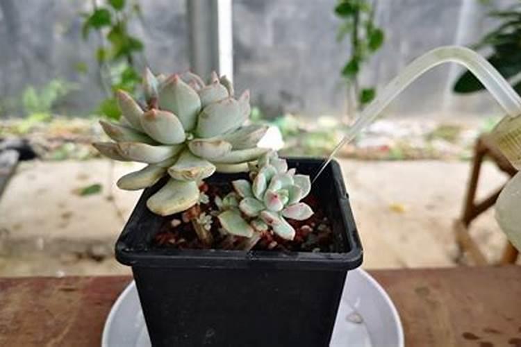 多肉秋冬季施肥方法 秋季如何给多肉施肥