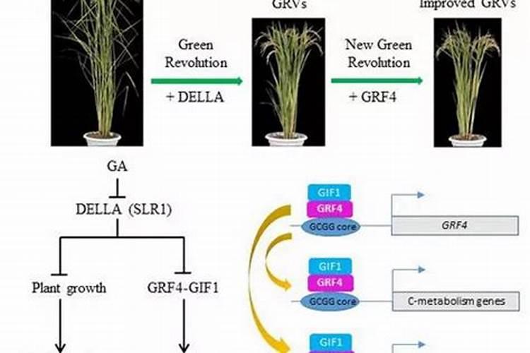 什么花可以用复合肥