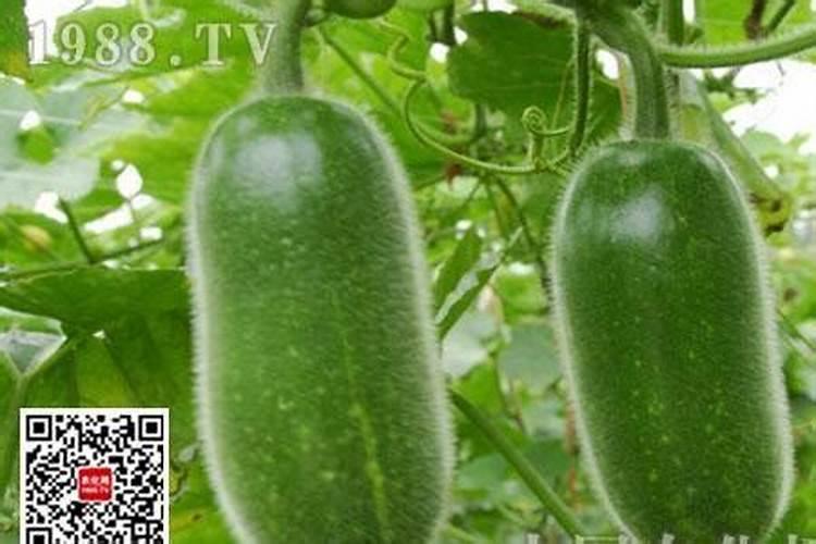 苦瓜就要开花了,在夏季如何给苦瓜施肥更高产？