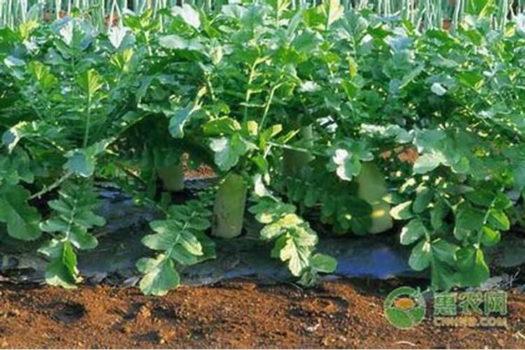 种植水萝卜在果实的膨大期,使用肥料时都该注意哪些？