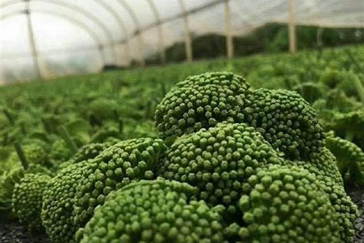 三七各个生物期的施肥方案