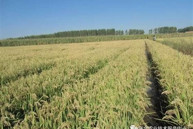 谷子施肥技术谷子施肥配方