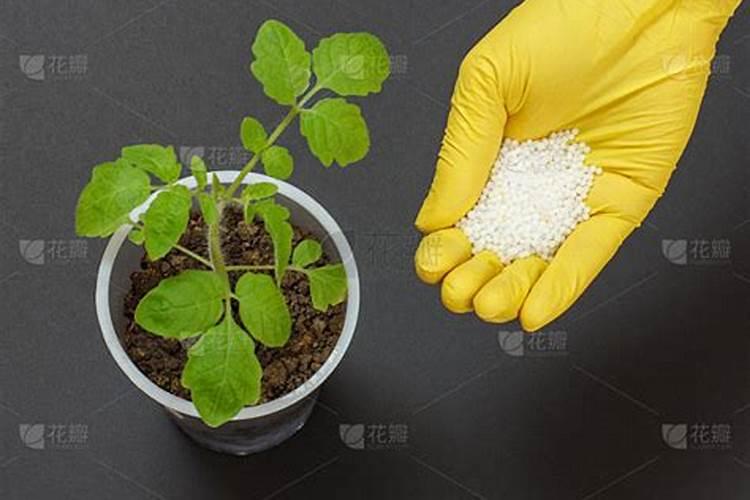 小番茄施什么肥最好