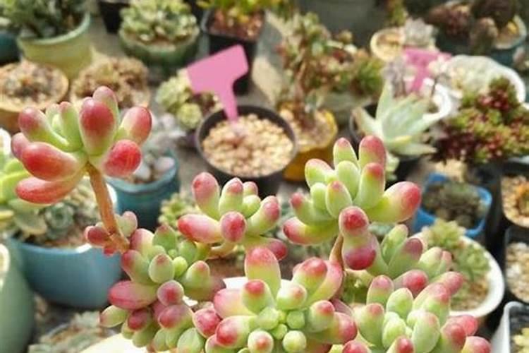 多肉植物能喷磷钾肥吗