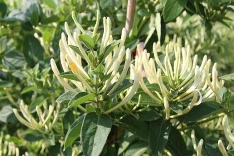 金银花用什么叶面肥好