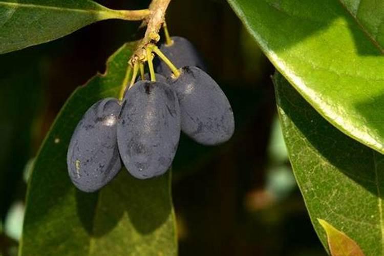 促进植物生根的肥料 橘子施什么肥料会甜