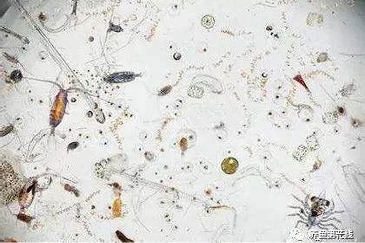 荷花缸里养鱼了可以用化肥吗