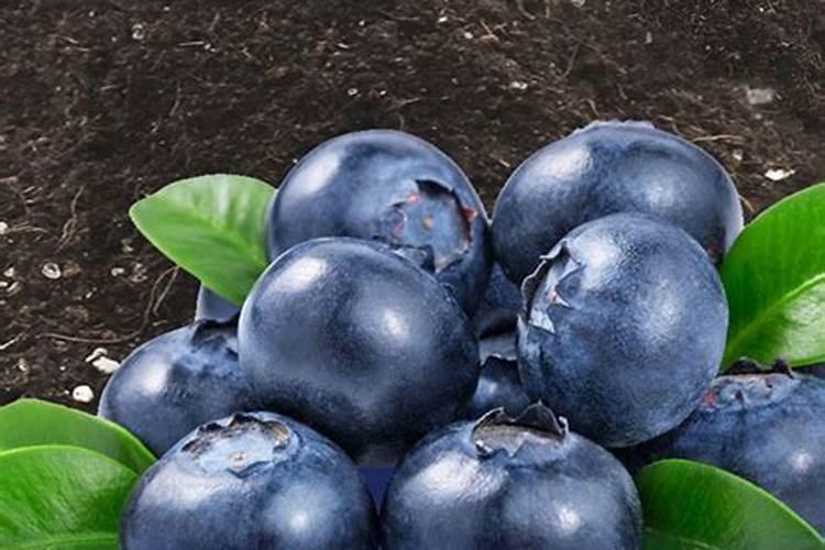 花盆中蓝莓施什么肥好