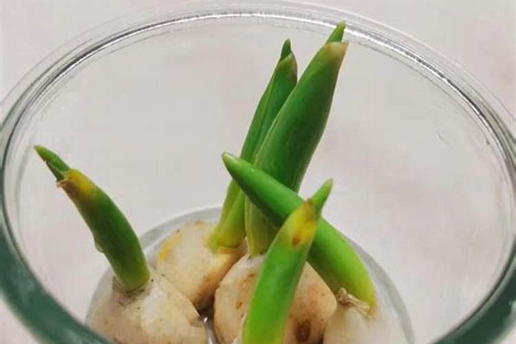 郁金香怎么水培种植