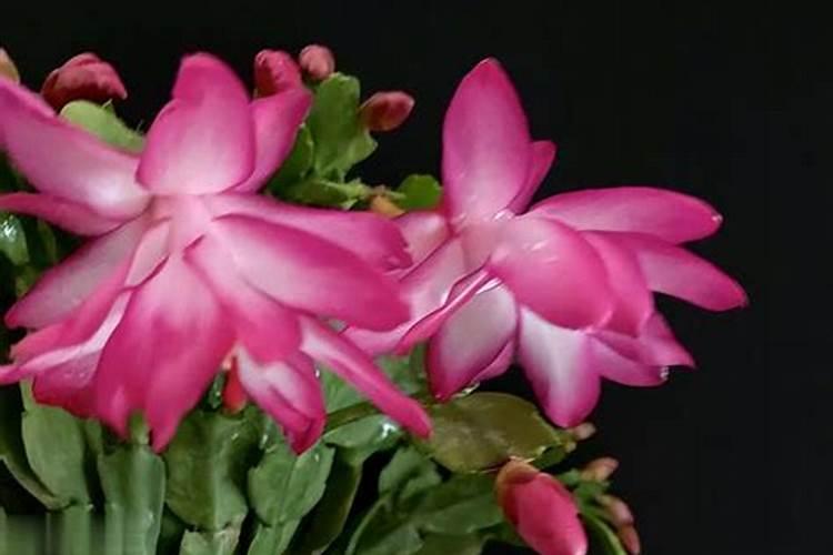 月季花如何追肥