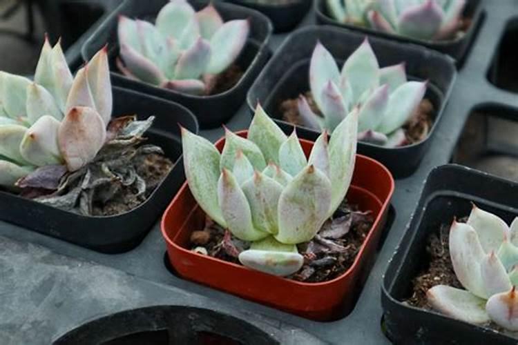 农用钼酸铵哪个牌子好