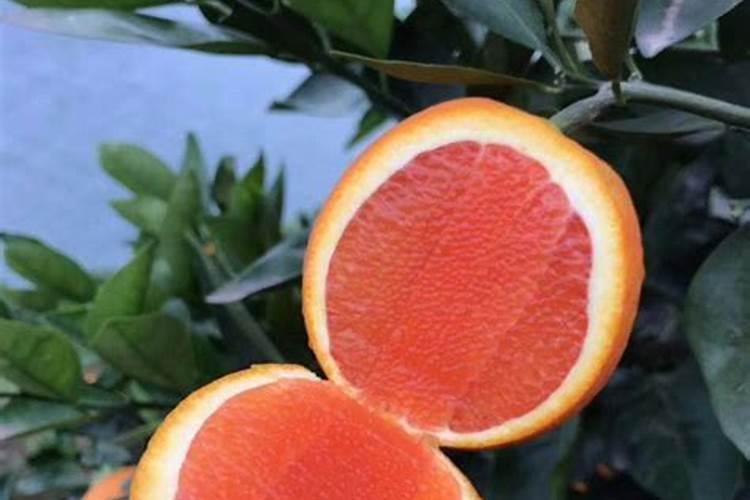 血橙为什么第三年不开花？