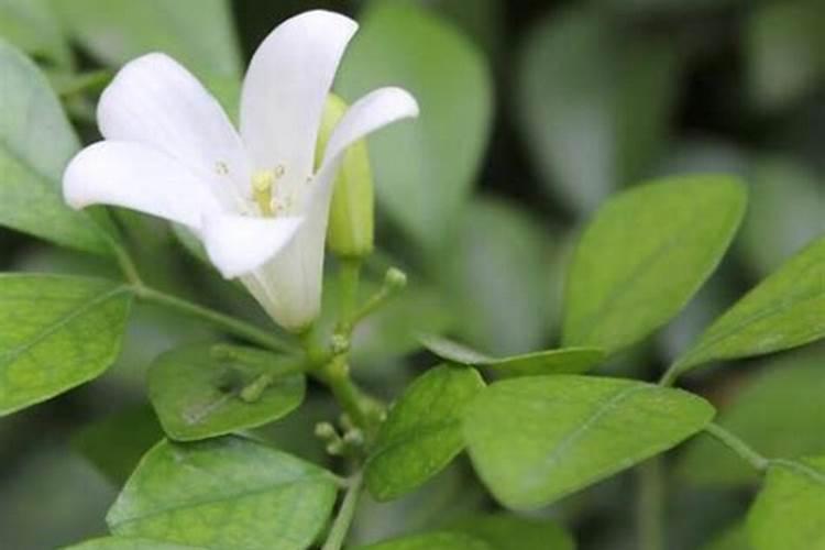 钙肥 叶面 多久