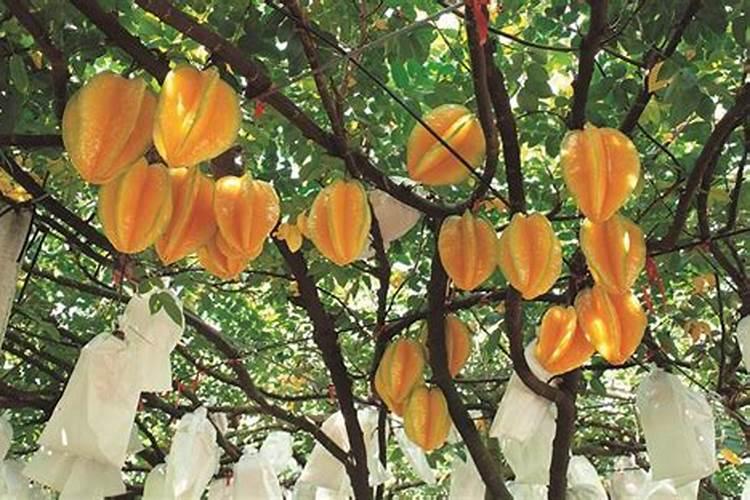 桃树施什么肥料桃子甜 如何施肥效果好