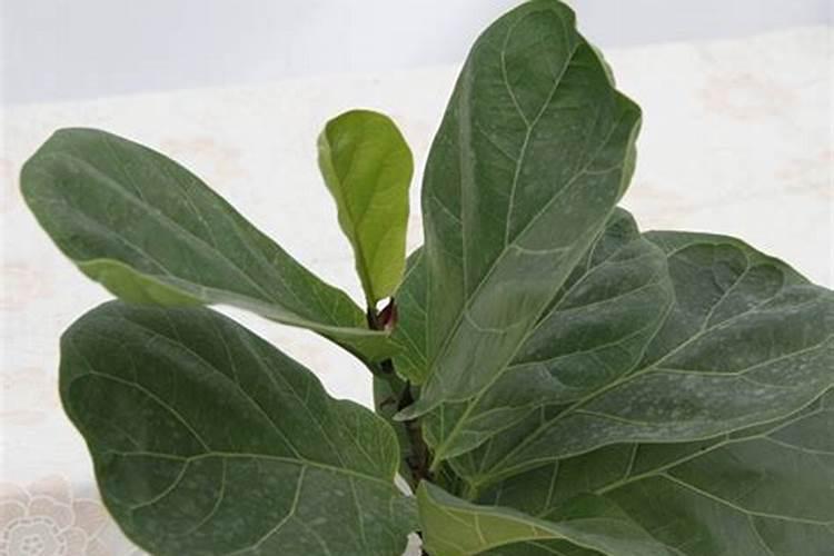 芙蓉花浇什么肥最好