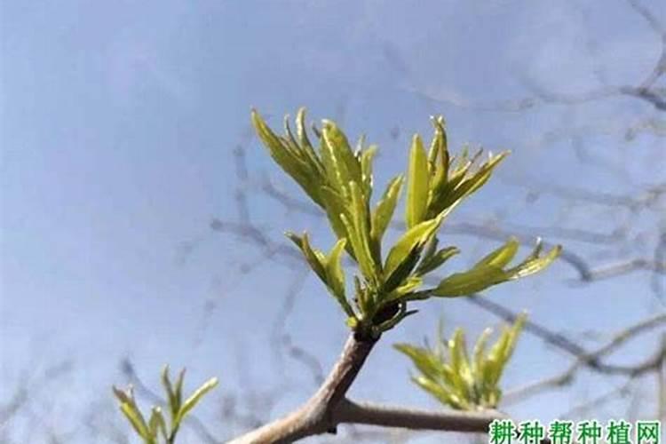 我的盆栽枣树以施肥太多叶子有些都干了怎么处理