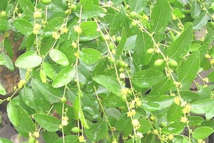 枣树管理问题解析要领