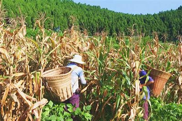 玉米什么时候授粉最合适