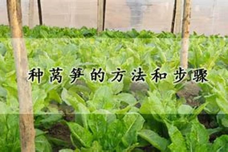 移栽的树长多久施肥 移栽后的树要多久施肥？