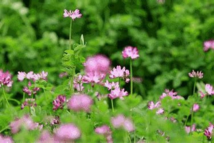 谁给我仔细介绍下“紫云英”这植物？