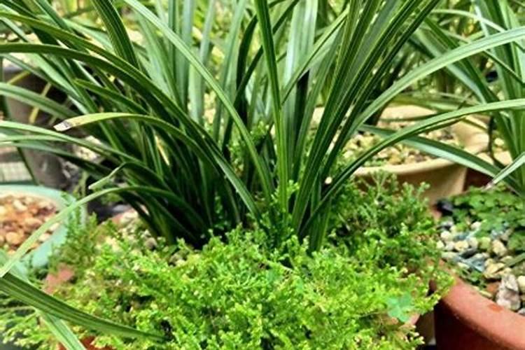 兰花分盆后多久施肥 兰花分盆后应该多久施肥？