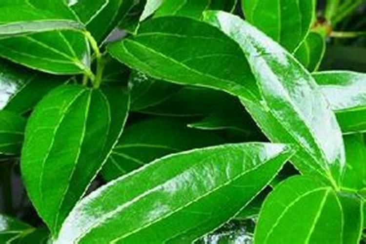 芜湖药厂还招工人吗今年