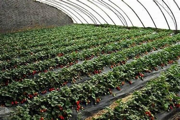 榕树施什么肥料