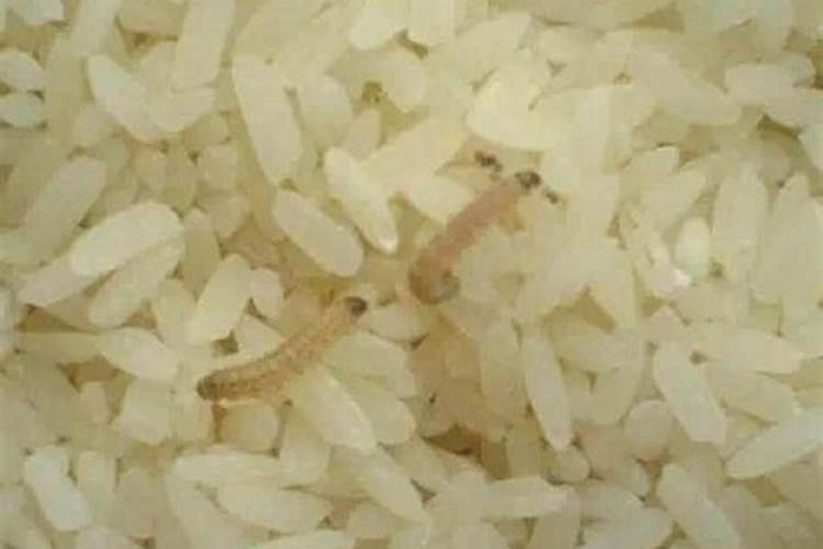 大米长虫了还能有什么用途