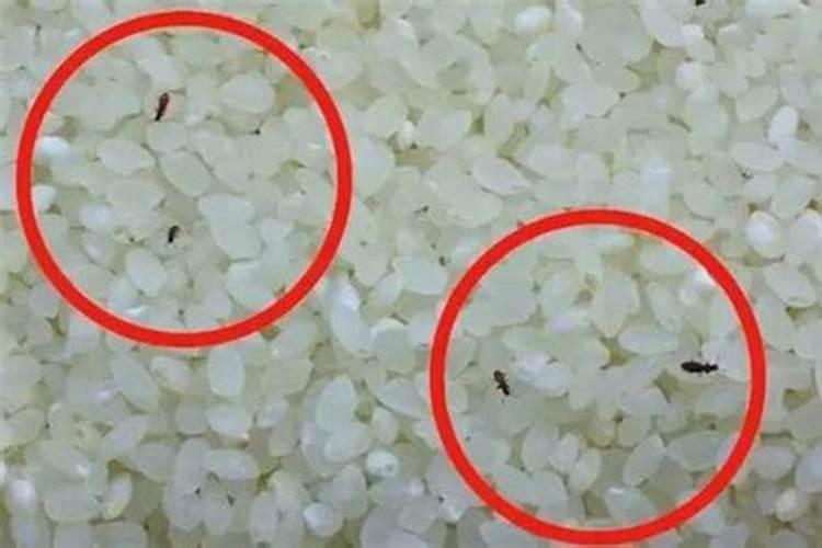 我家有个几斤大米长虫了,扔了怪可惜的,能当花肥吗