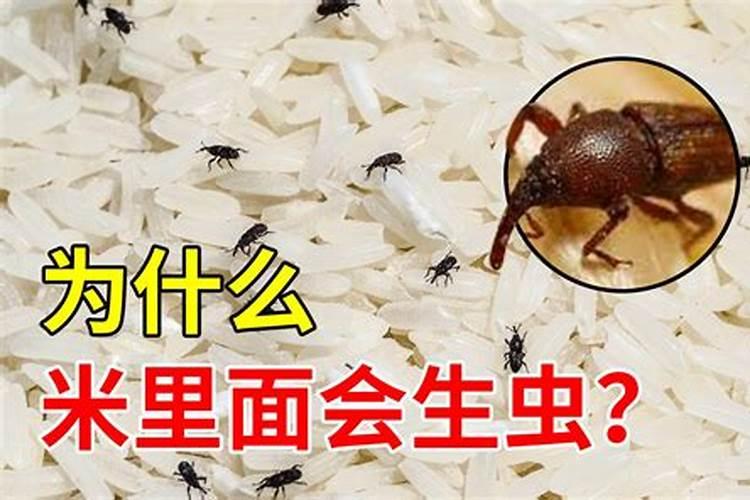大米生虫了可以用来做什么
