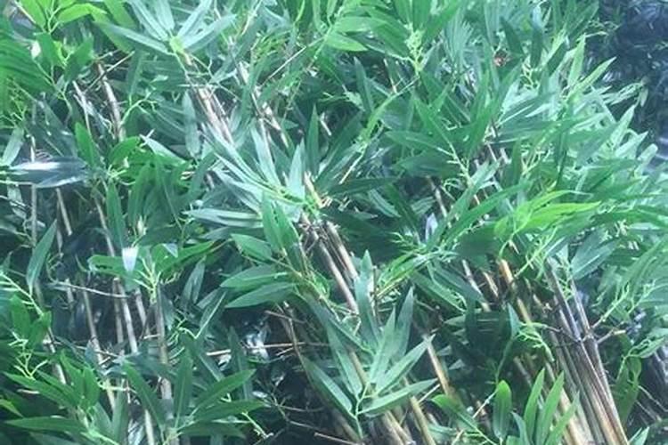 兴旺竹怎么养才能更旺盛