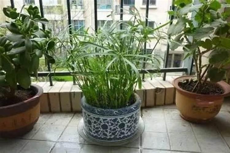 兴旺竹怎么养才能更旺盛