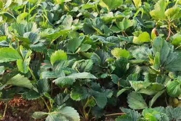 草莓苗黄了是什么原因？