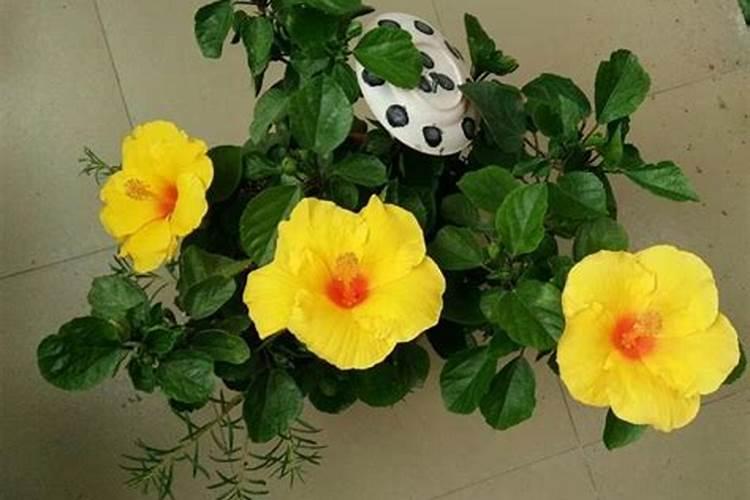 大白菜包心期几天浇一次水