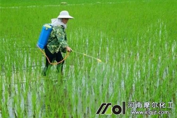 水稻施用叶面肥的重要性,你知道么