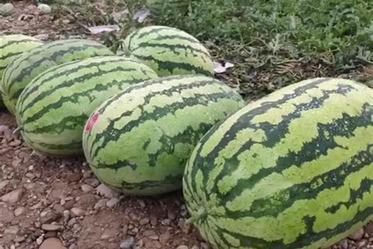 脐橙采果后喷什么叶面肥好