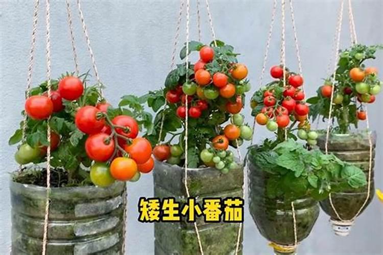 小番茄的需肥特性和施肥要点及肥料选择