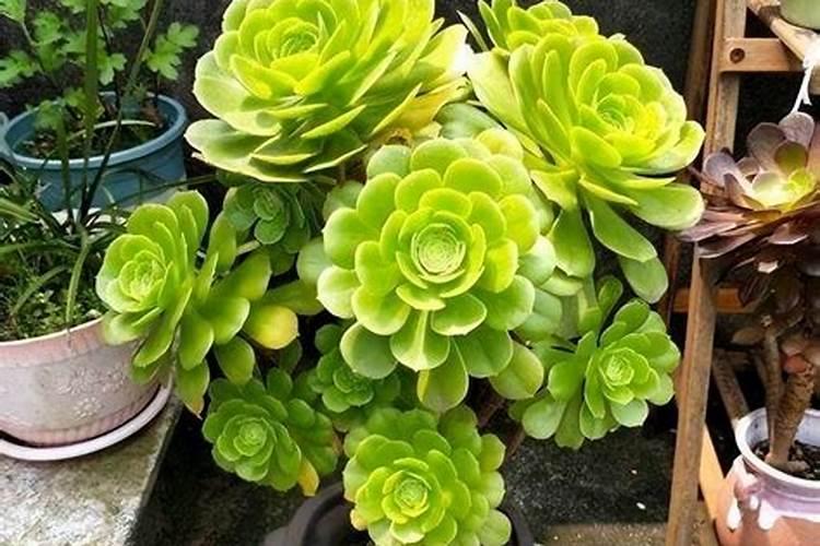 谁知道奥磷丹化肥 沃夫特化肥 金正大化肥三者的关系？谢谢了!急百度知 ...