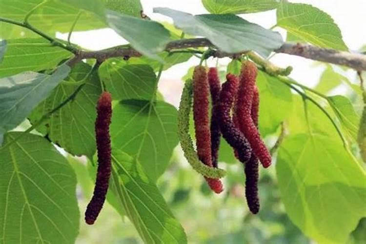 桑椹果树的种植技术