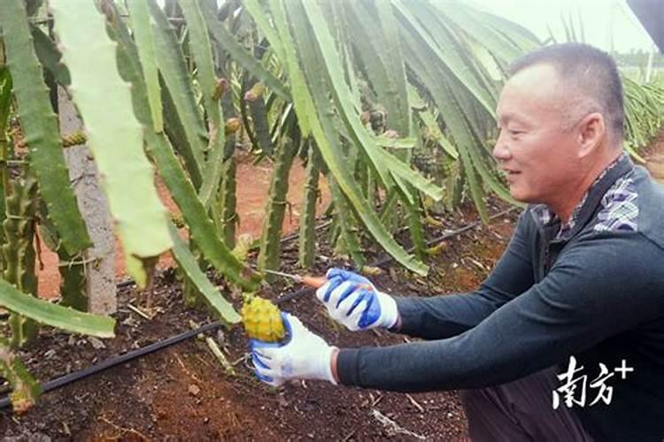 厦门大红火龙果多少钱一棵