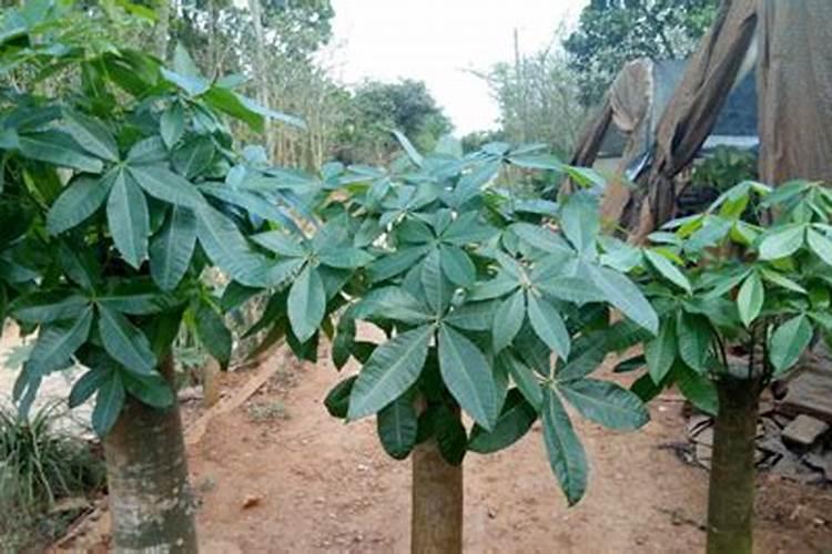 发财树需要用肥料吗,如果需要,应该用什么肥料