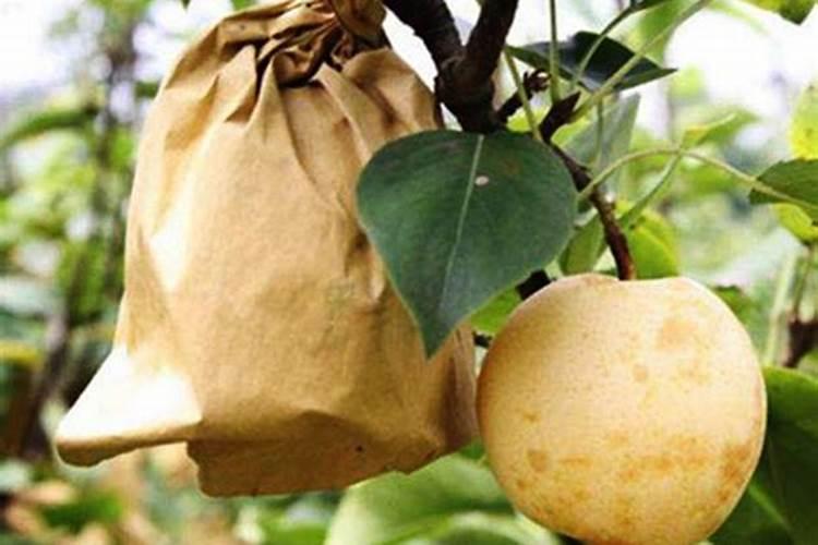 刚买的多肉植物怎么养 上盆后要立刻浇水吗